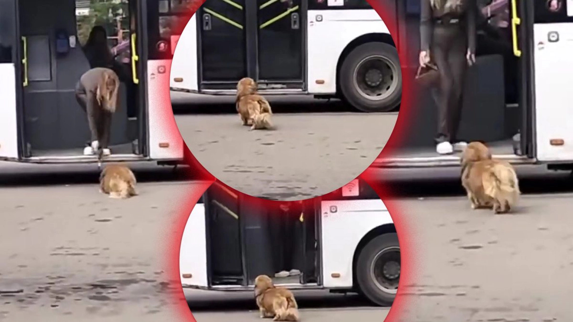 Imaginile care au scandalizat internetul! O divă blondă din Iași, care merge cu transportul în comun, și-a bătut cățelul cu poșeta peste cap – FOTO/VIDEO