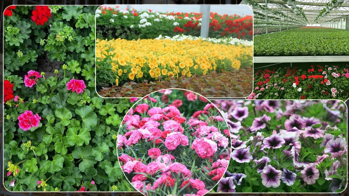 În următoarele zile, vor fi plantate 220 de mii de flori în municipiul Iași. Acestea au fost crescute în sere timp de șase săptămâni - FOTO
