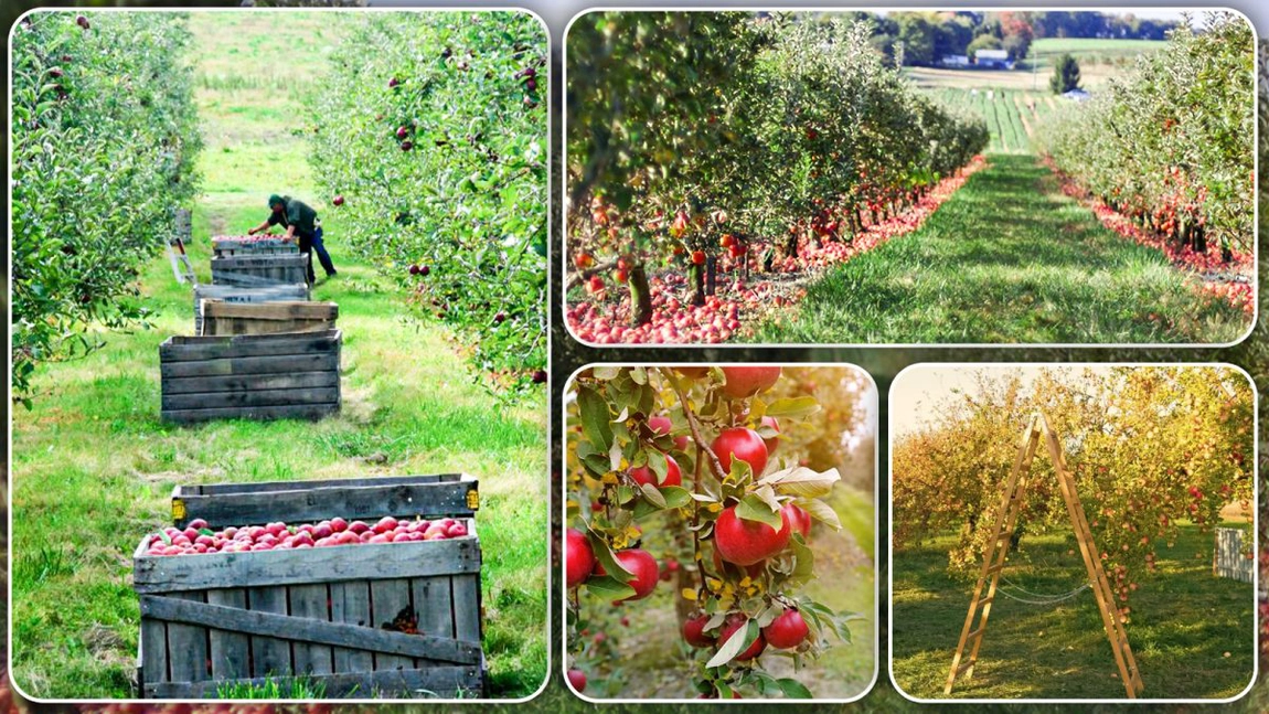 S-au epuizat fondurile pentru înființarea livezilor. Ieșenii au depus proiecte în valoare de două milioane de euro