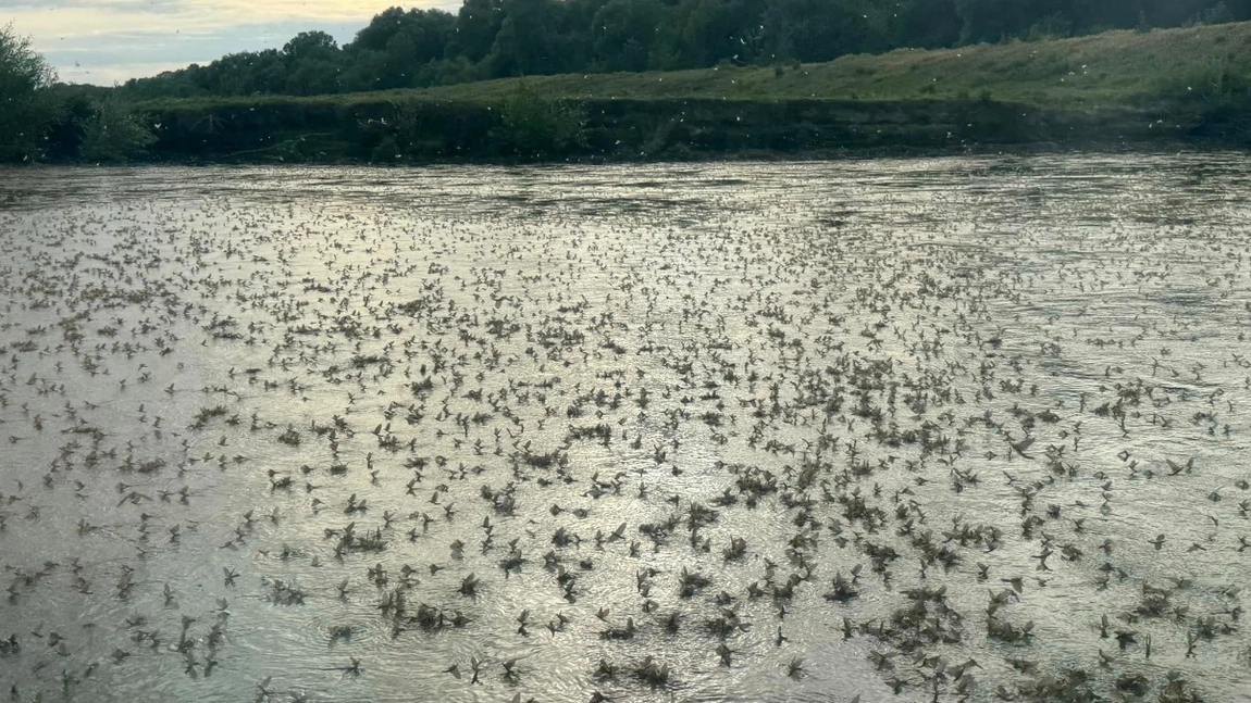 Spectacol al naturii inedit în Delta Dunării! Au apărut mii de rusalii - VIDEO