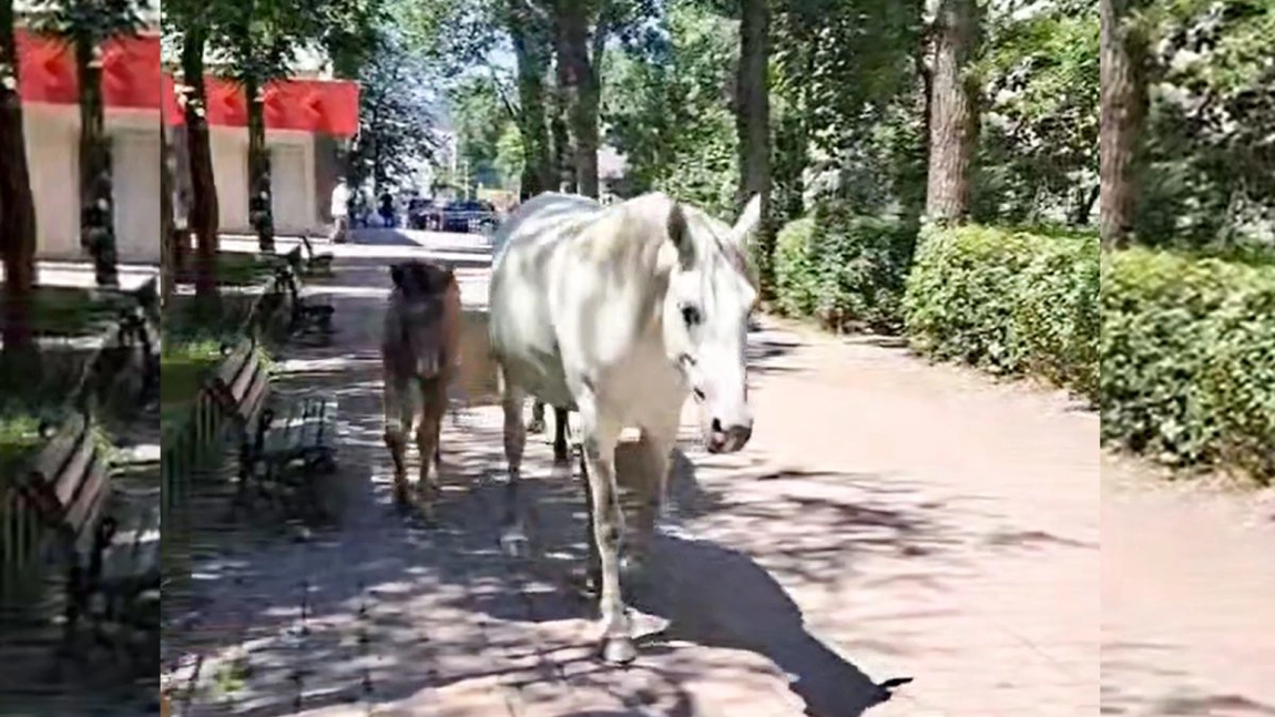 Localnicii din cartierul Alexandru cel Bun au avut un șoc atunci când au ieșit la plimbare în parc. Au scos imediat telefoanele să filmeze: „Așa arată un oraș european”