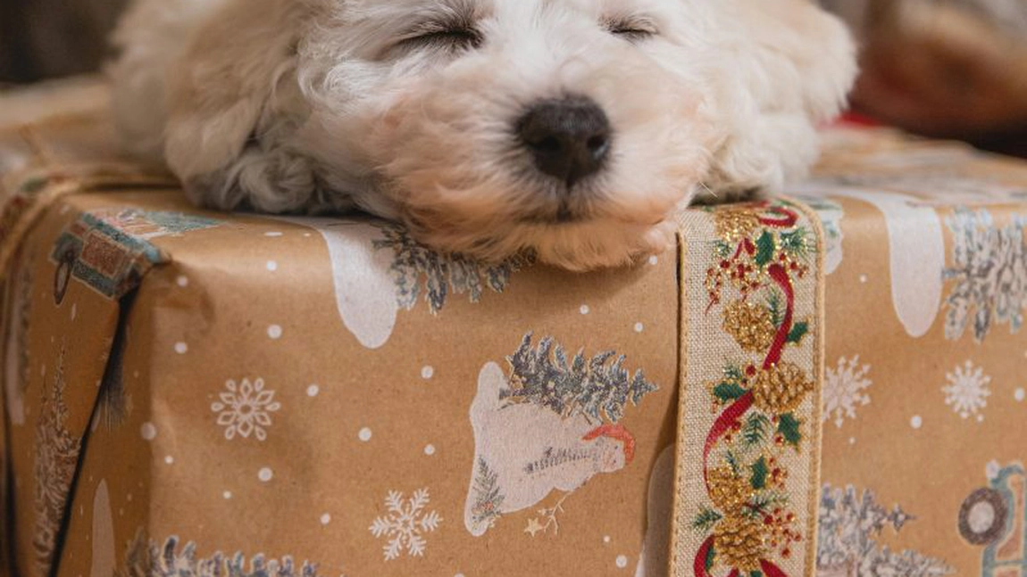 Cât trăiește un Bichon? Această rasă de câini are o speranță de viață de aproape 20 de ani!