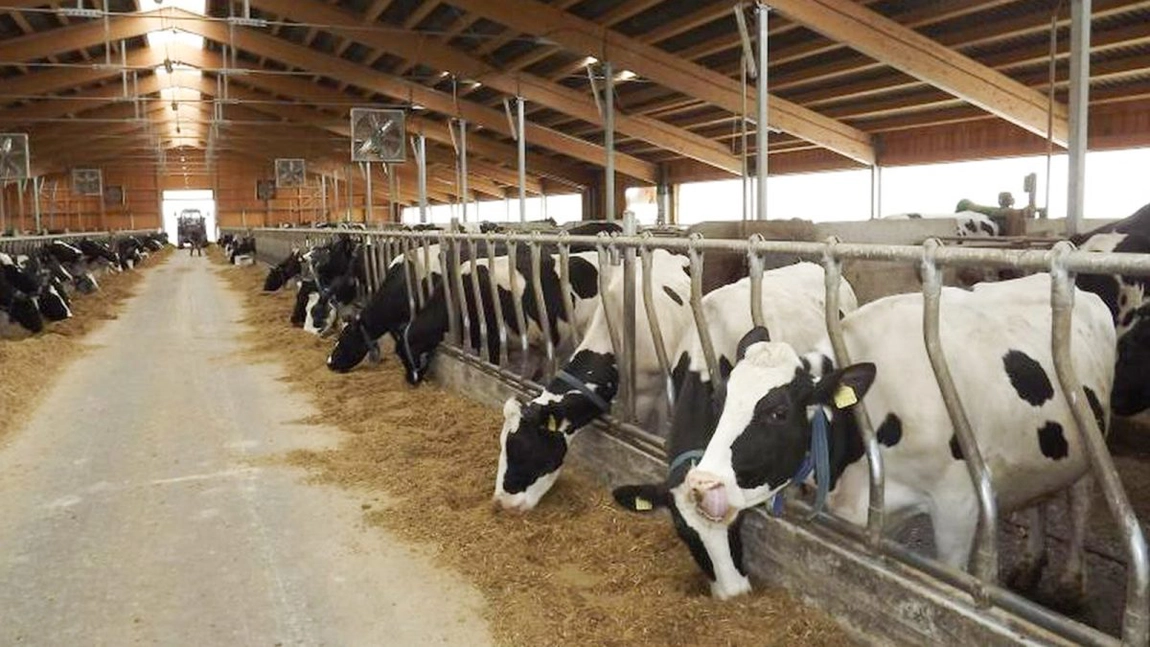 Tinerii din Iași investesc banii europeni în ferme zootehnice. Sumele accesate se ridică la jumătate de milion de euro