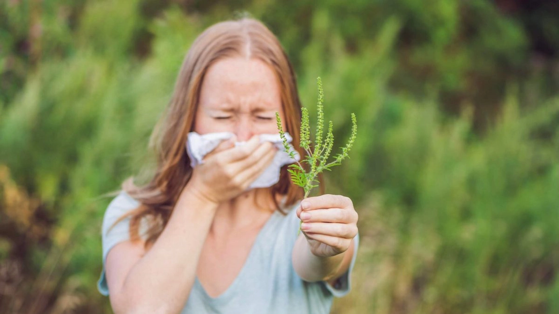 De ce apare alergia la ambrozie. Ce trebuie să știi despre această plantă