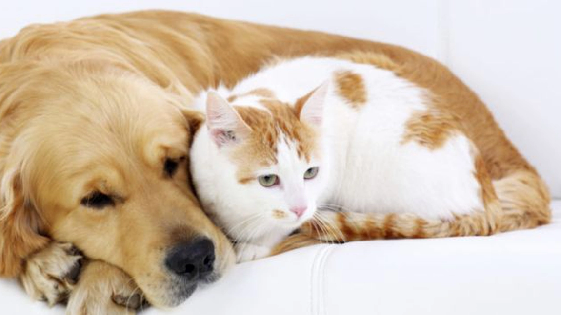 Curiozități despre animalele domestice. Lucruri pe care sigur nu le știai