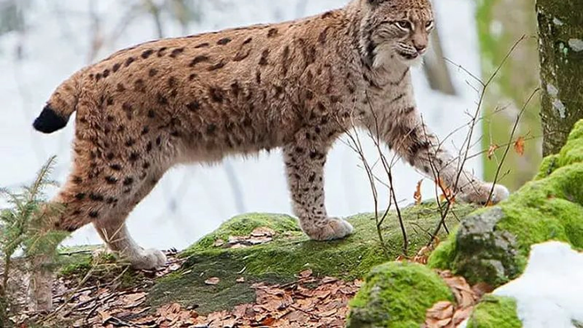 Animale pe cale de dispariție din România. Au mai rămas doar câteva exemplare!