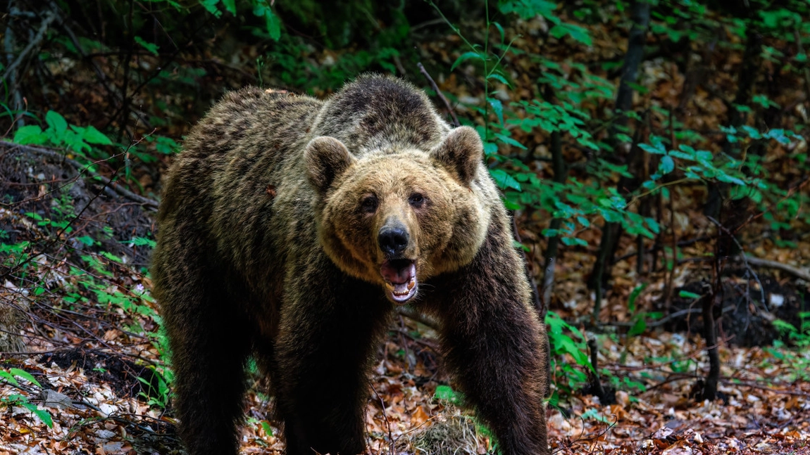 Mărturisiri tulburătoare făcute de iubitul fetei omorâte de urs, la Bușteni. Tânărul a povestit cu lux de amănunte atacul animalului