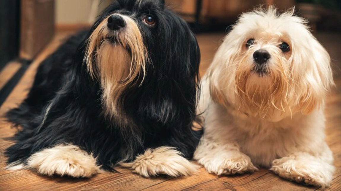 Bichon Havanez: Tot ce trebuie să știi despre cea mai drăguță rasă de câini