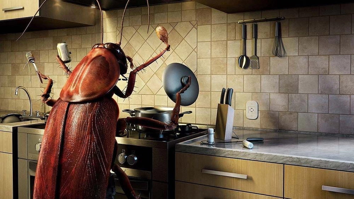 Gândacii de apartament, alungați cu ingrediente fără chimicale. Cele mai bune remedii naturale