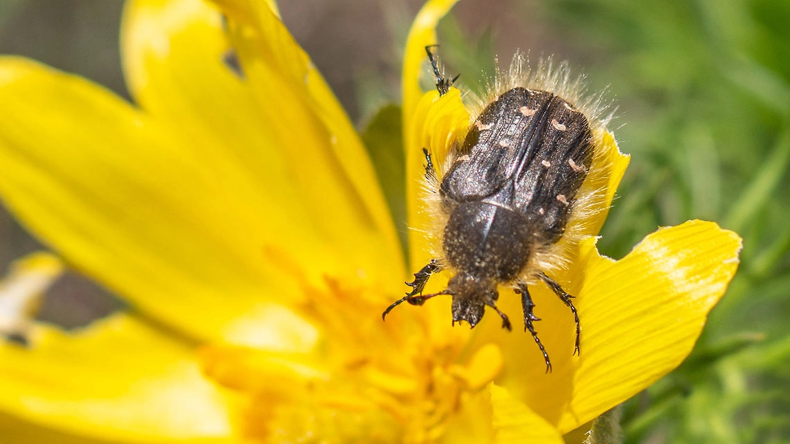 Ce este gândacul păros și cum poți scăpa de acest dăunător? Una dintre cele mai periculoase insecte pentru culturile tale
