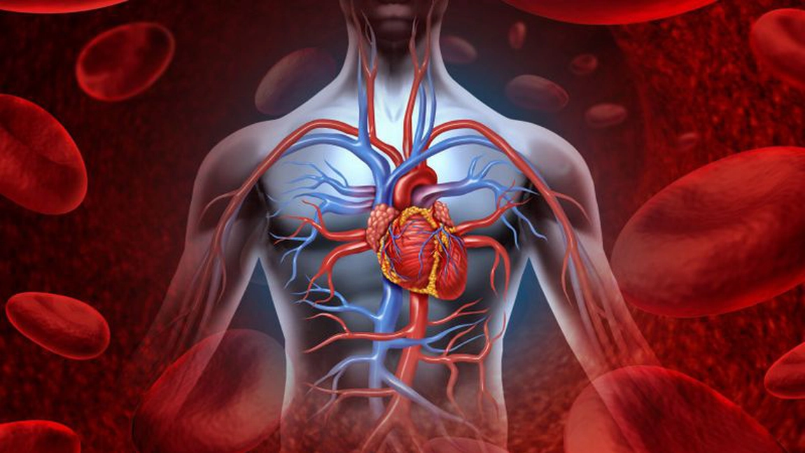 În ce parte e inima? Tot ce trebuie să știi despre acest organ vital