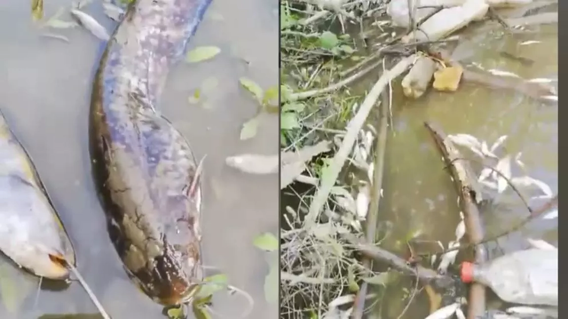 Imaginile groazei vin din Olt! Zeci de pești morți plutesc pe apă - VIDEO
