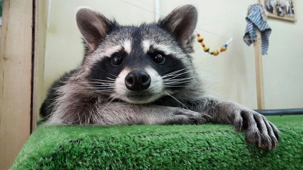 Raton de vânzare? Iată tot ce trebuie să știi dacă plănuiești să cumperi un animal de companie mai inedit