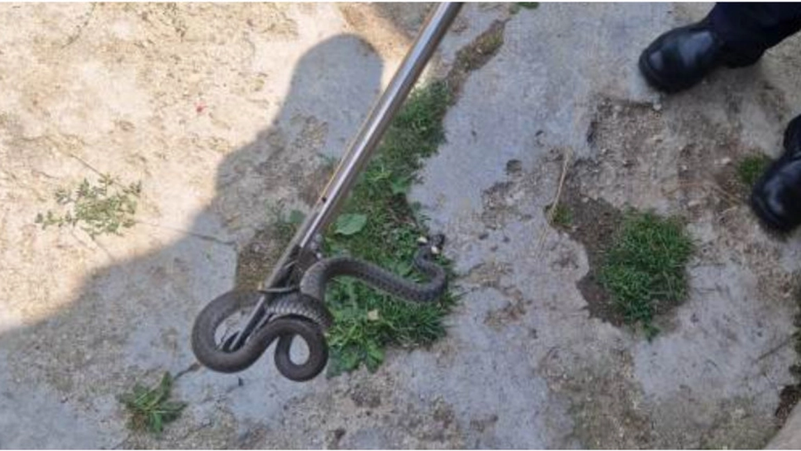 O familie din Argeș a avut o surpriză neplăcută. Un șarpe se afla în dormitorul casei