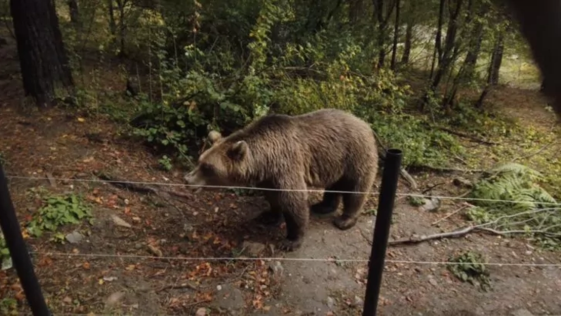 A fost emis mesaj Ro-Alert pentru a semnala prezența urșilor în Bușteni. Ieșeanca omorâtă de animalul sălbatic nu a fost extrasă din râpă