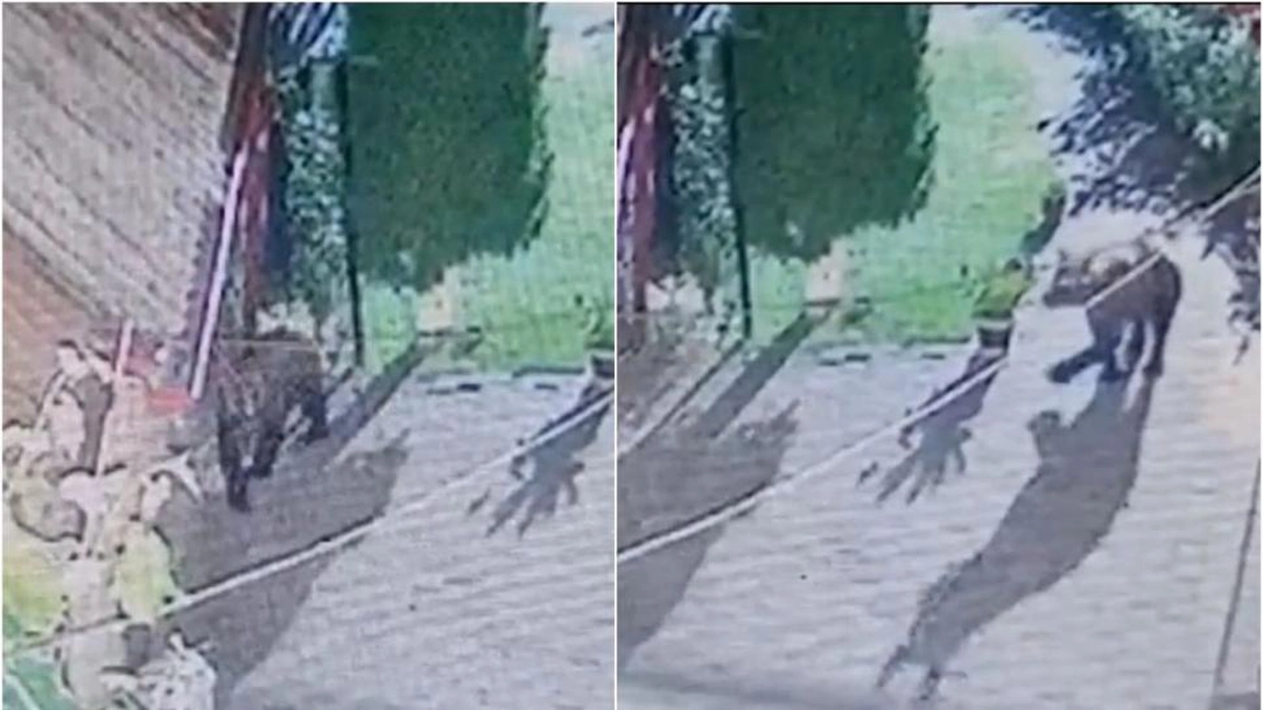 Un urs a intrat în curtea unui primar din Suceava, pentru a căuta mâncarea. Bestia nu a fost deranjată nici de câinii care lătrau