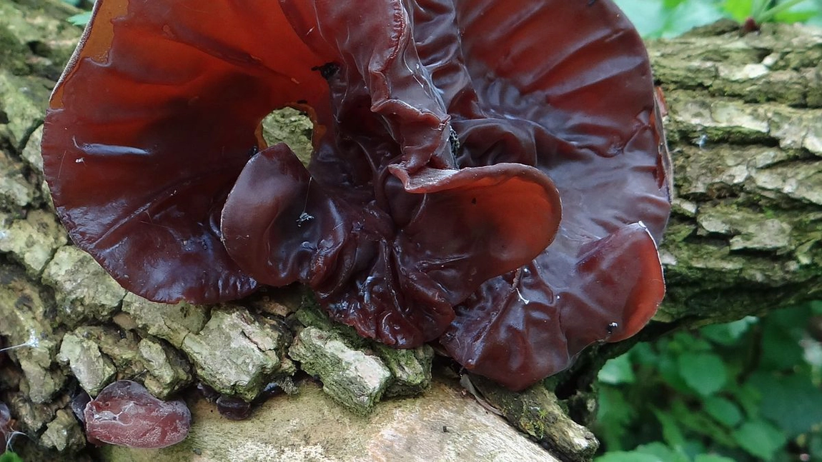 Ce importanță au urechile de lemn în natură