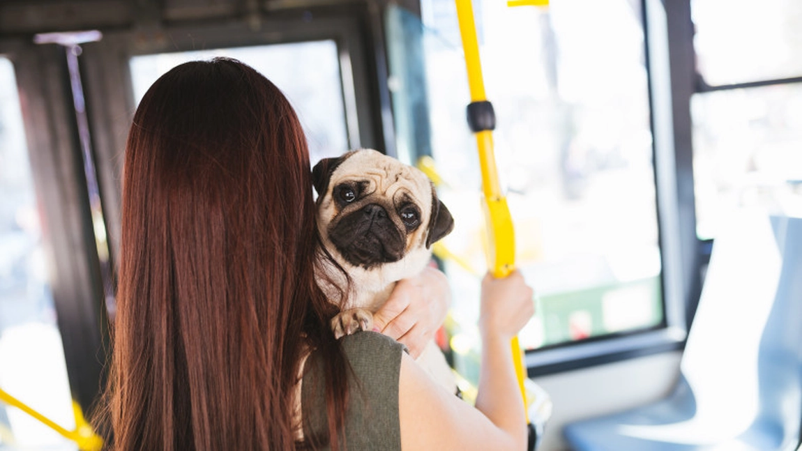 Se schimbă legea pentru accesul animalelor de companie în mijloacele de transport. Șoferii vor fi obligați să facă asta