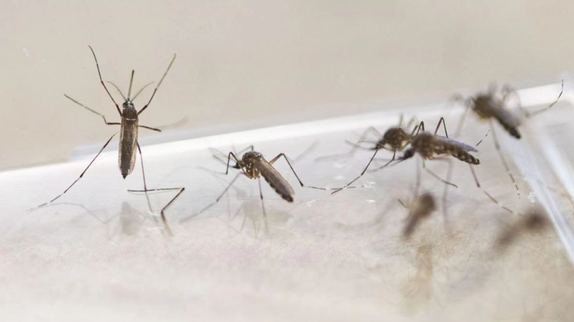 Cea mai bună soluție de țânțari pentru exterior! Metode prin care îi ții la distanță fără insecticid!