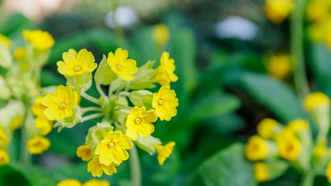 Floarea cucului sau ciubotica-cucului: cea mai bună plantă pentru sănătate. Remedii naturiste pe care le poți face cu această floare