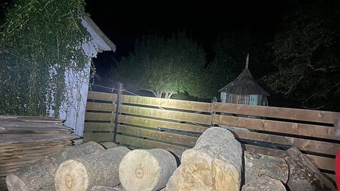 Un transport ilegal de lemn de esență foarte rară, paltin de munte, a fost descoperit de polițiștii suceveni