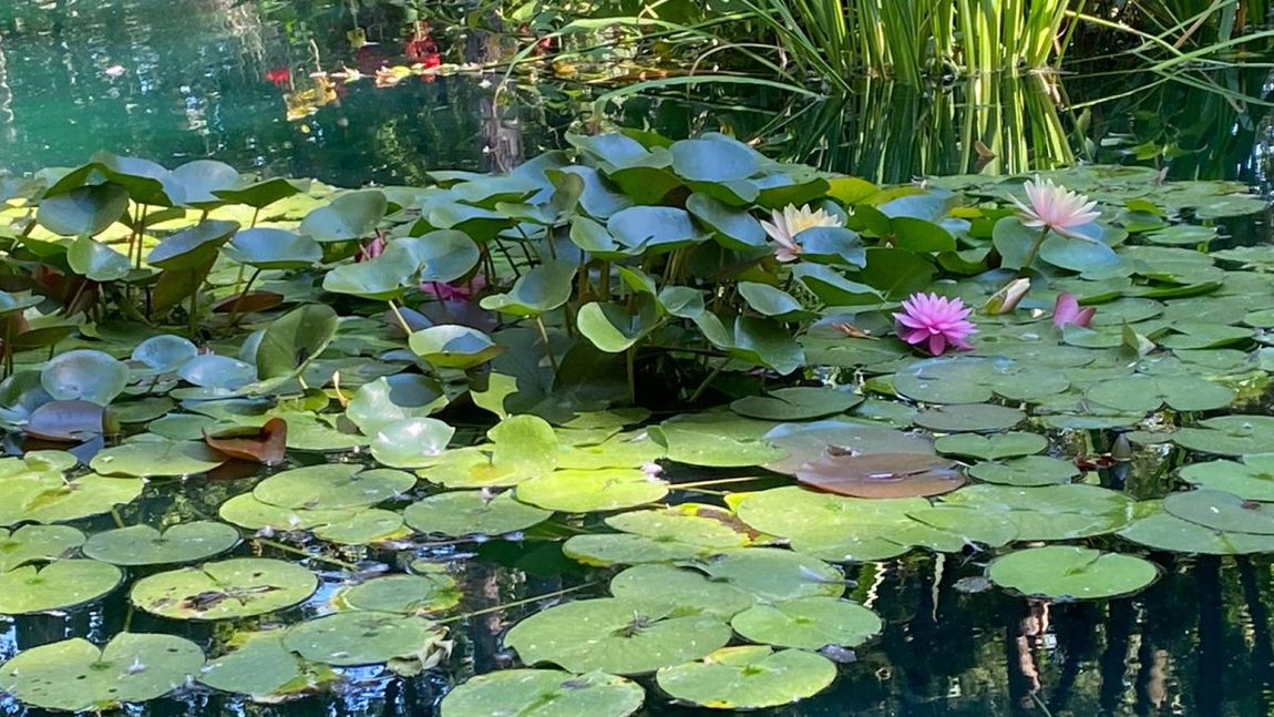 Așa arată un colț de rai! Iazurile cu nuferi înfloriți au devenit atracția principală pentru ieșeni și turiști
