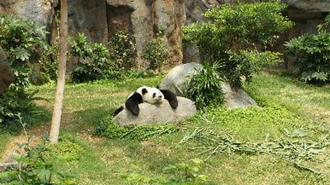 Lacrimi de panda: simboluri ale vulnerabilității și speranței