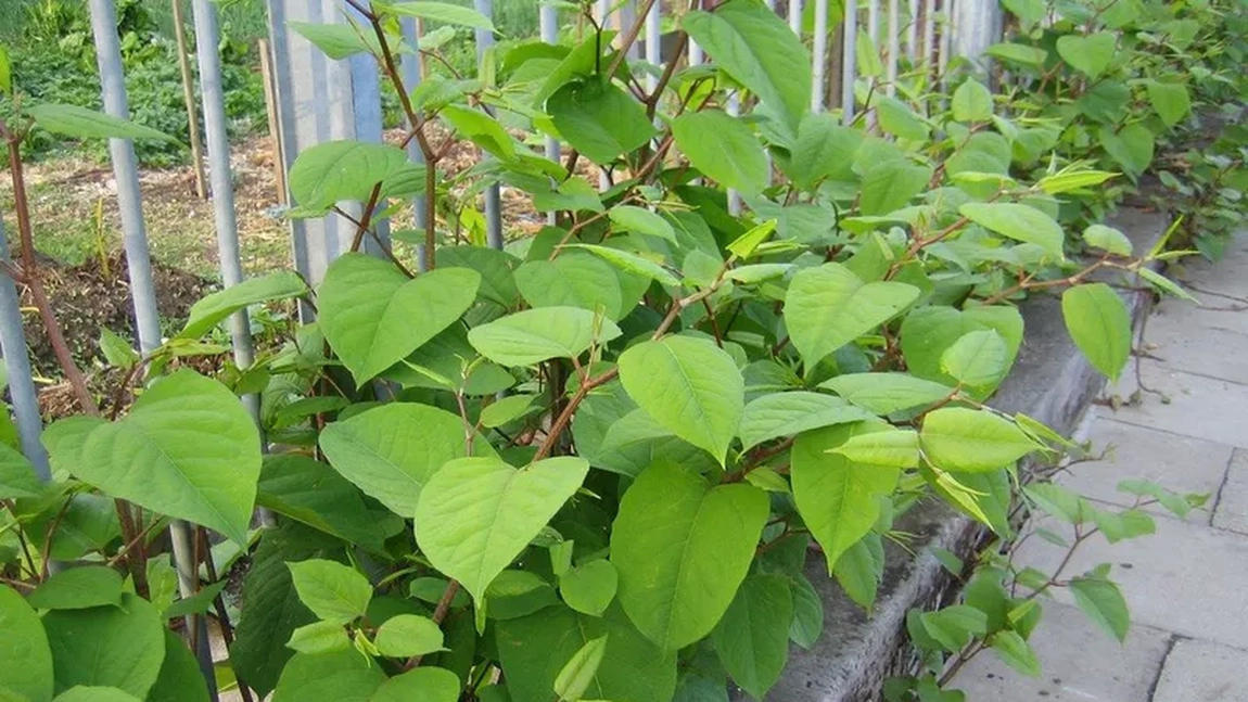 Planta care îi împiedică pe proprietari să își vândă terenul. Iată care este motivul