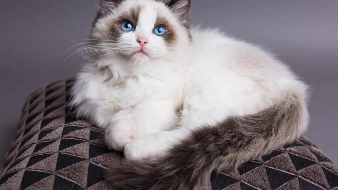 Cea mai frumoasă pisică din lume! Un top al felinelor iubitoare și jucăușe!