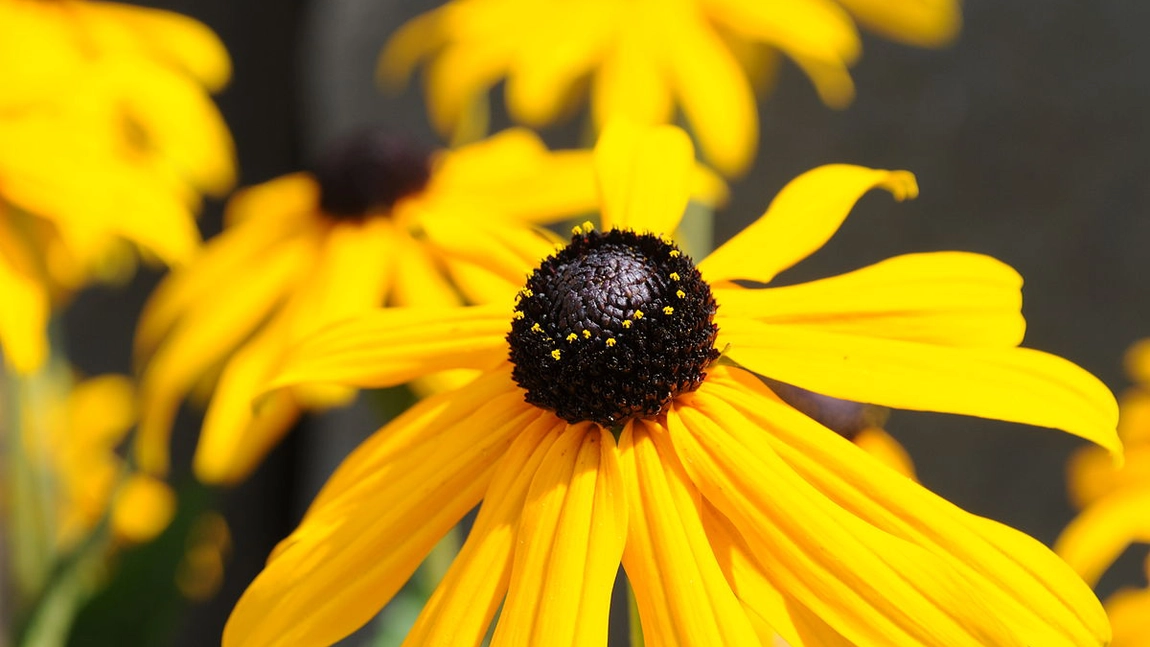 Transformă-ți Grădina cu Strălucirea Rudbeckiei. Cum să ai grijă de floarea-soarelui de grădină
