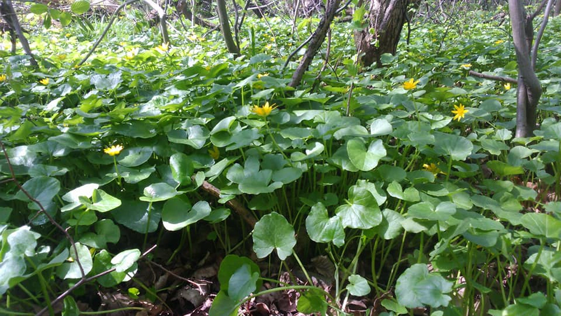 Beneficiile salatei de pădure. Sănătate verde în inima naturii