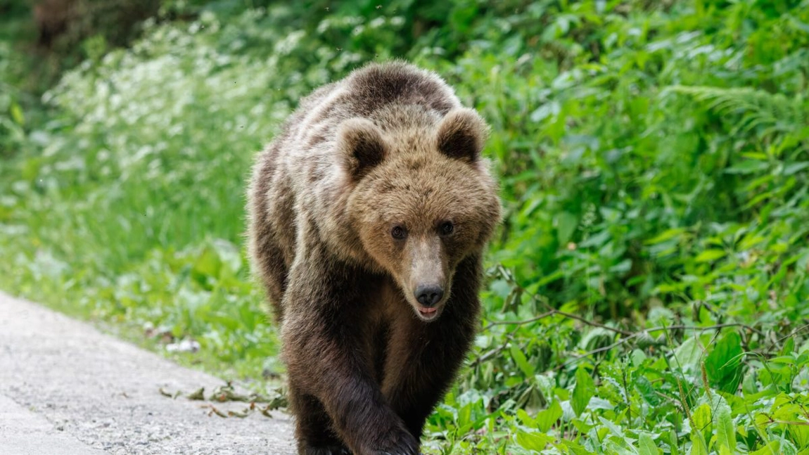 Aproximativ 500 de urși bruni vor fi vânați în Suedia, în ciuda protestelor ecologiștilor