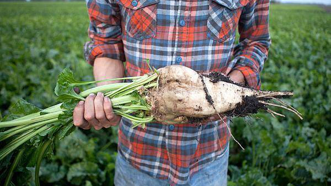 România mai acoperă astăzi doar 23% din consumul de zahăr din producția internă. Cultivatorii de sfeclă de zahăr spun că au nevoie urgentă de investiții
