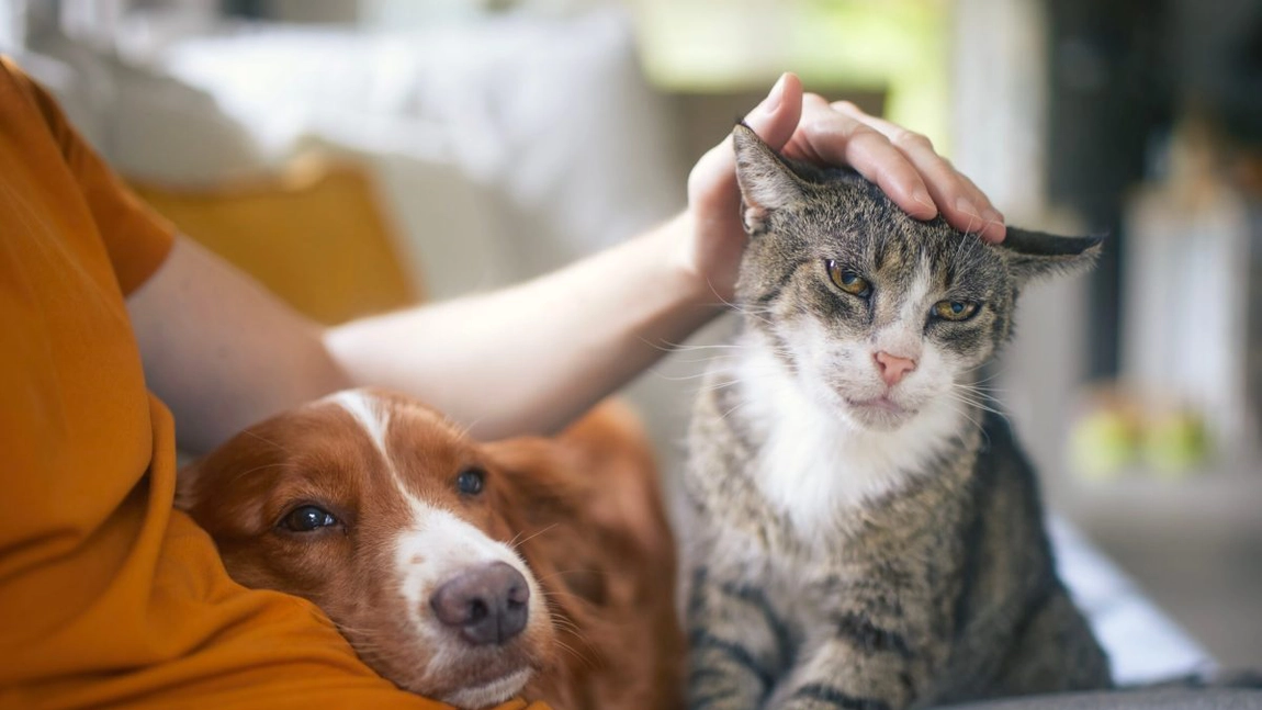 Se dau bani de la stat pentru cei care au câini și pisici! Ce trebuie să facă proprietarii de animale de companie
