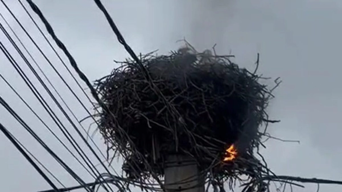 Incendiu la Scobinți. Un cuib de barză aflat pe un stâlp de electricitate a luat foc