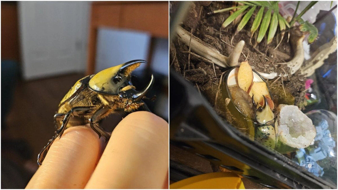 Gândacul rinocer – una dintre cele mai de temut specii de insecte, dar care devine un animal de companie tot mai popular.