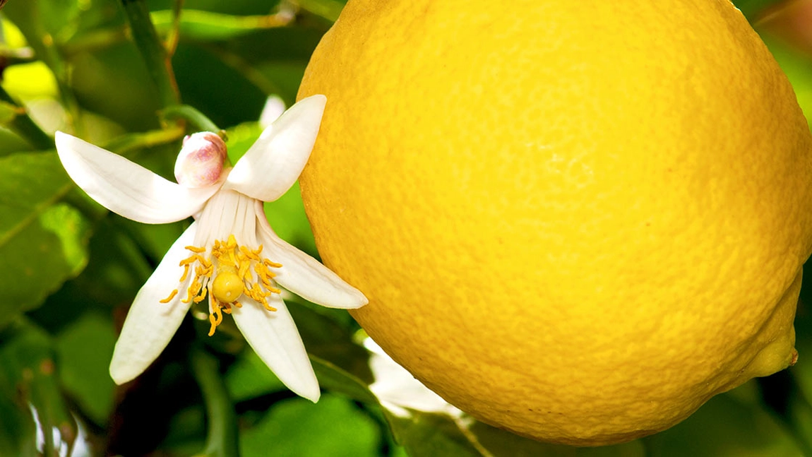Când înflorește lămâiul? Metode prin care previi căderea florilor