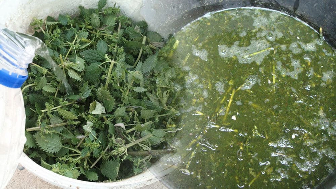 De ce se folosește maceratul de urzică la roșii? Cel mai bun insecticid natural pentru legumele tale
