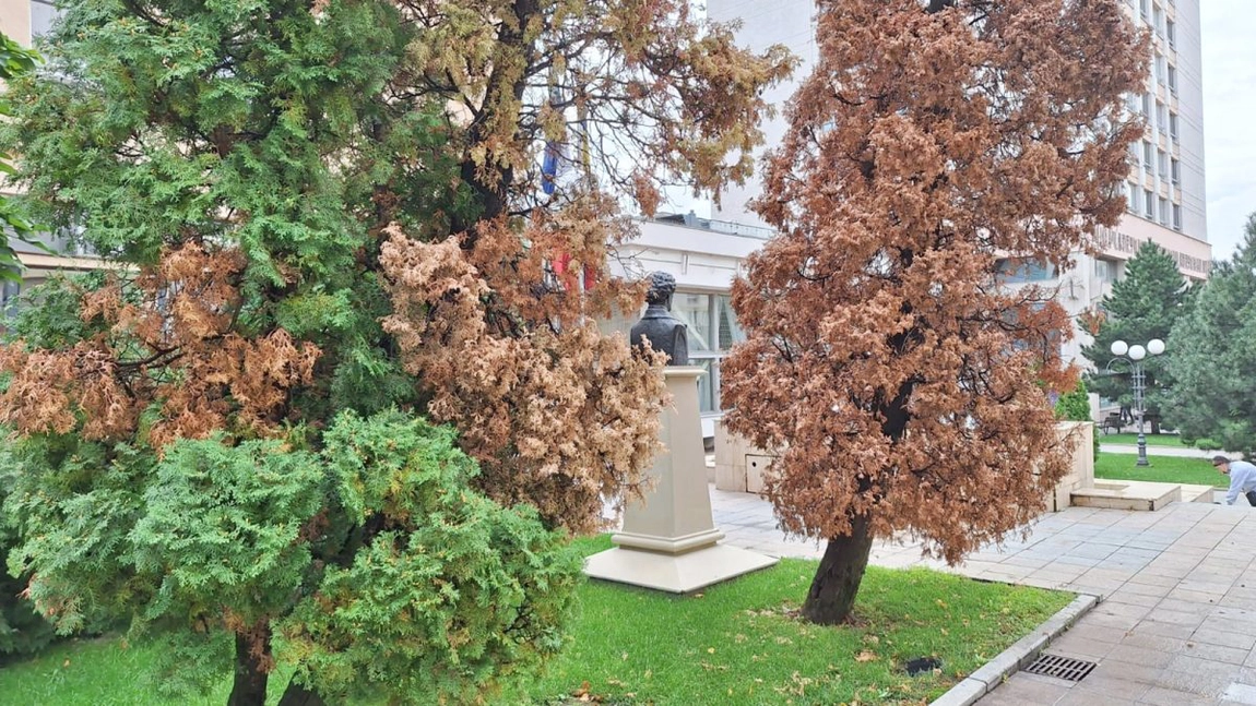 Efecte devastatoare! Brazii din Iași au început să se usuce subit în ultimele săptămâni. Iată ce au descoperit specialiștii