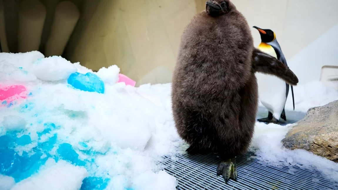 Faceți cunoștință cu Pesto, cel mai gras pui de pinguin din lume! A devenit superstar pe TikTok