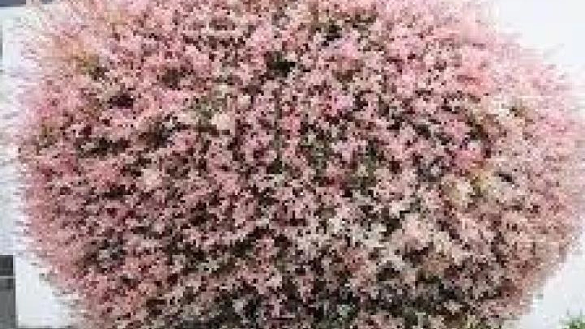 Secretul pentru cea mai frumoasă grădină. Cum să plantezi salcia japoneză și cum să ai grijă de aceasta