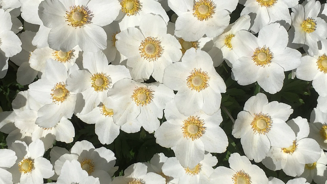 Florile albe, simbolul purității și eleganței în natură