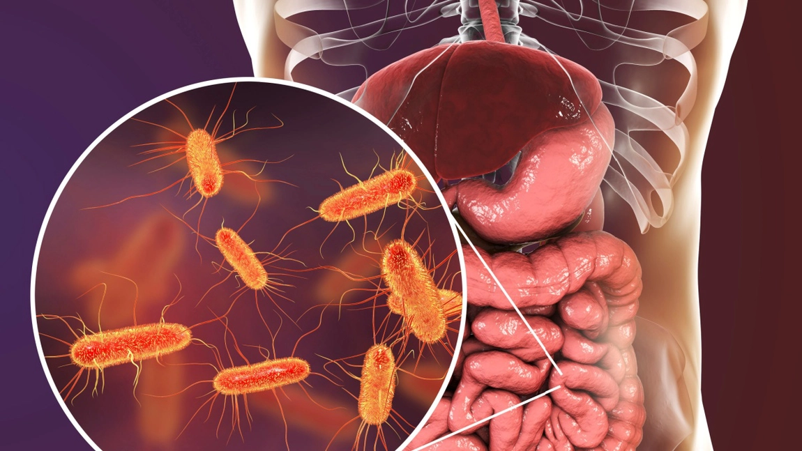 Bacteria E.coli se poate transmite pe cale sexuală? Iată ce afecțiuni provoacă și cum poate fi prevenită!