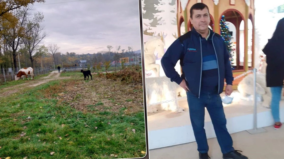 Un ieșean a plătit 8.000 de lei pentru o vacă, iar când a ajuns acasă, a avut un șoc. Iată ce a pățit bărbatul: „Am anunțat poliția de urgență”