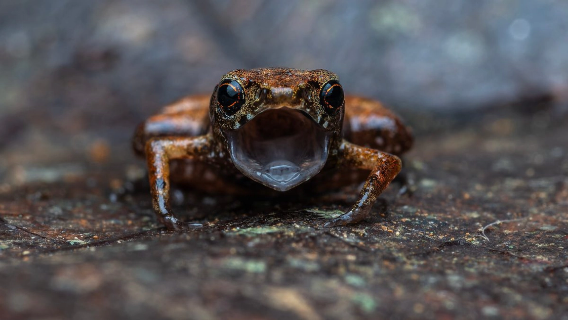 O nouă specie de broască a uimit lumea ştiinţifică. Are 6,95 mm şi poate încăpea pe vârful unui deget