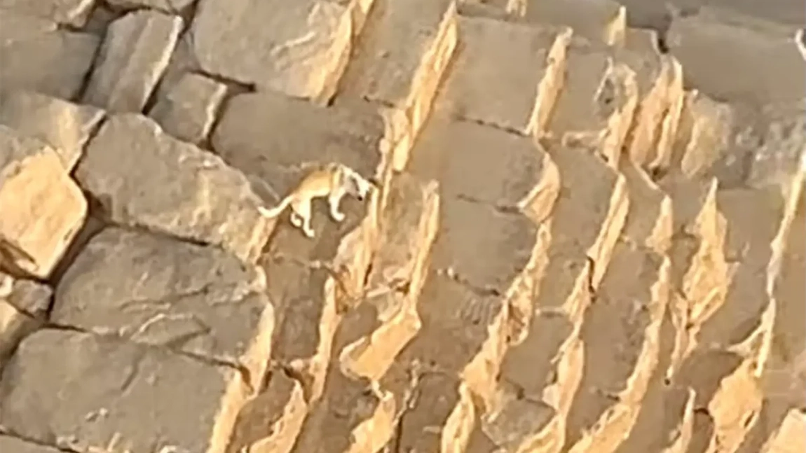 Câinele zeului Anubis, surprins pe vârful Marii Piramide din Giza de un parapantist aventurier