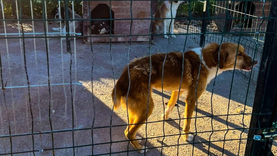 Descinderi la Giurgiu. O femeie, suspectată că adăpostește 400 de câini