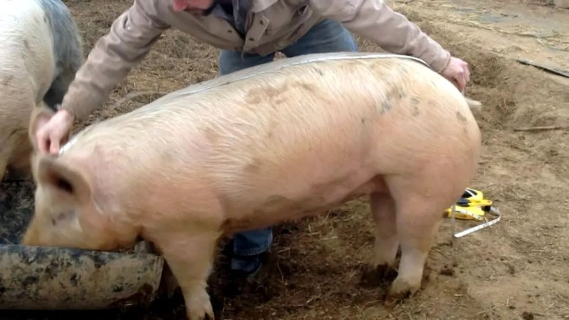 Calculare greutate porc. Sfaturi utile pentru orice gospodar