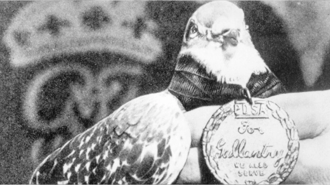 Cât trăiește un porumbel? Cher Ami, porumbelul care a salvat 197 de soldați în Primul Război Mondial