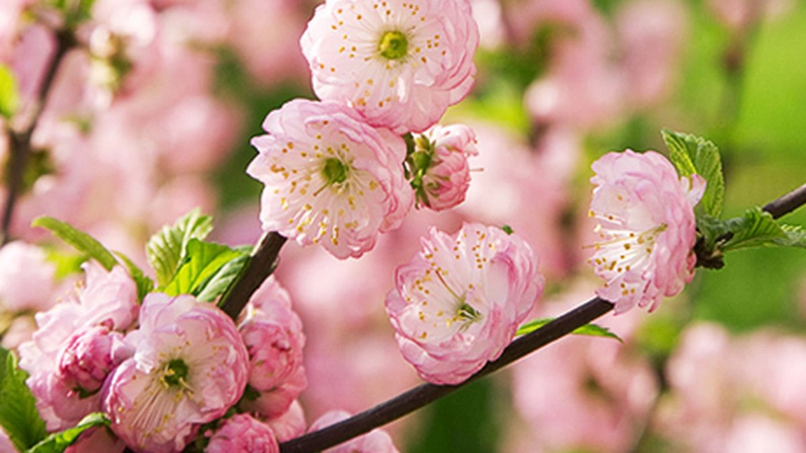 Cireșul japonez face fructe? Curiozități despre celebrul sakura